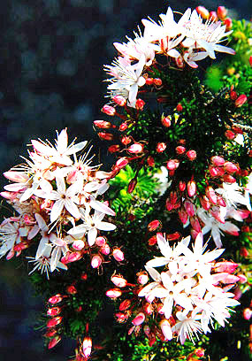 Photo tours of Tasmania, Australia