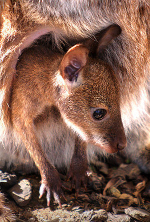 Photo tours of Tasmania, Australia