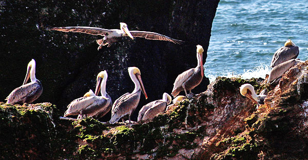 California's Coast, Desert and the Sierra-Nevada photography tour image