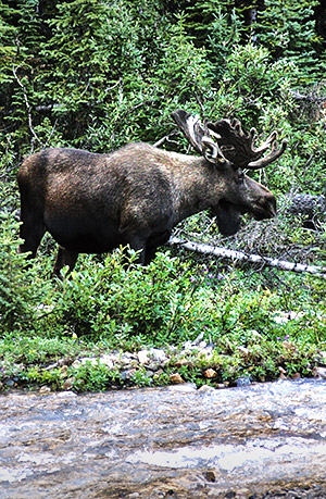 Photo tour image from the Canadian Rockies, Alberta, Canada