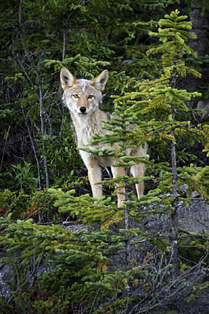 Photo tour image from the Canadian Rockies, Alberta, Canada