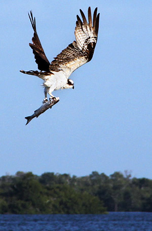 Photo tour images from a Florida wildlife tour