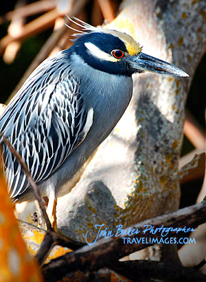 Photo tour images from a Florida wildlife tour