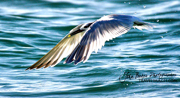 Photo tour images from a Florida wildlife tour