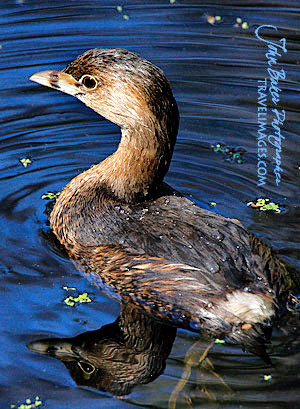 Photo tour images from a Florida wildlife tour