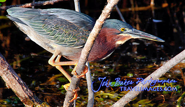 Photo tour images from a Florida wildlife tour