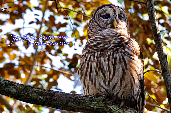 Photo tour images from a Florida wildlife tour
