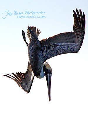 Photo tour images from a Florida wildlife tour