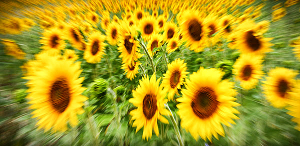 Provence lavender season image, France, on a photography tour