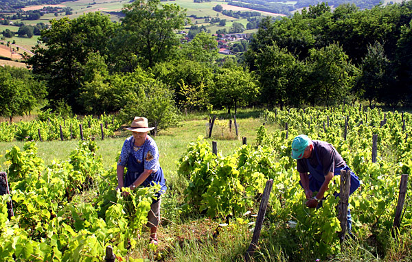 Burgundy photo, Bourgogne, France