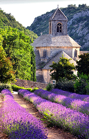 Provence lavender season image, France, on a photography tour