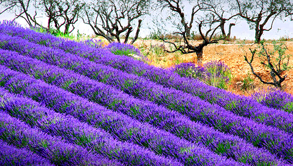 Provence lavender season image, France, on a photography tour