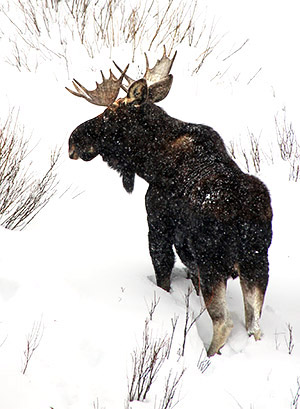 Ice and snow photos
