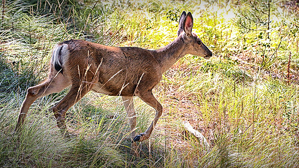 Idaho photo library image: Copyright John Baker Photographer LLC