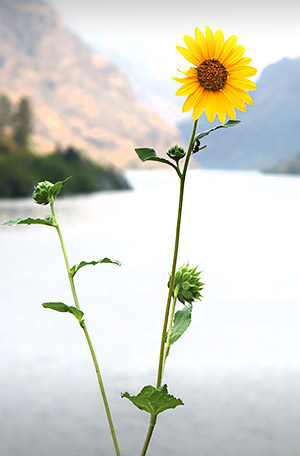 Idaho photo library image: Copyright John Baker Photographer LLC