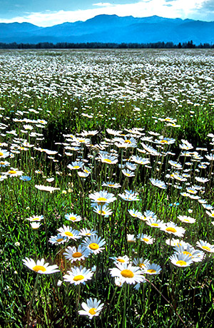 Idaho photo library image: Copyright John Baker Photographer LLC