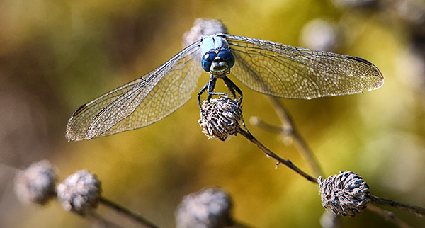 Idaho photo library image: Copyright John Baker Photographer LLC