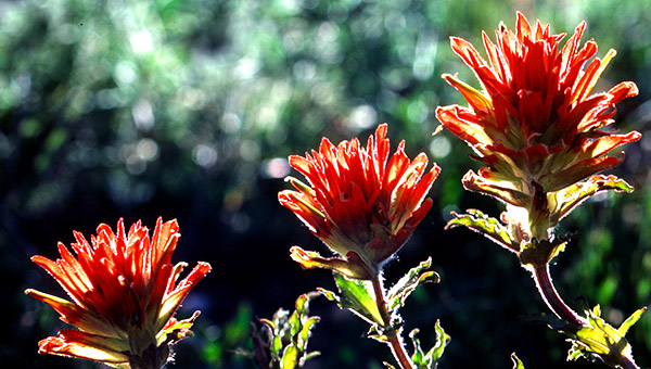 Idaho photo library image: Copyright John Baker Photographer LLC