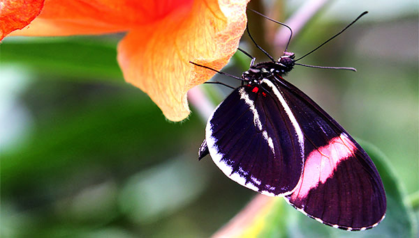 Insect image, photo