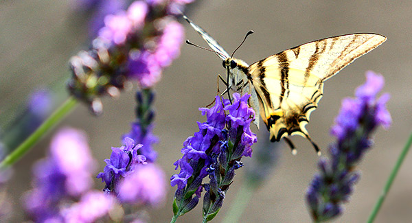 Insect image, photo
