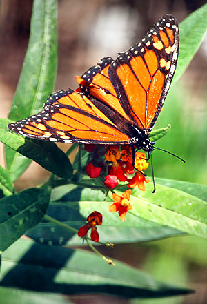 Insect image, photo