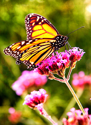Insect image, photo