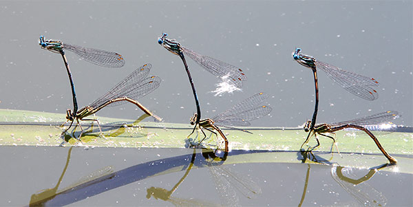 Insect image, photo