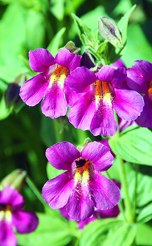 Photo library image from Glacier National Park in Montana