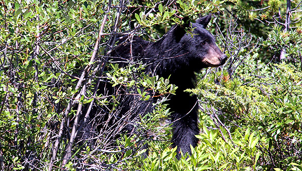 Photo library image from Glacier National Park in Montana