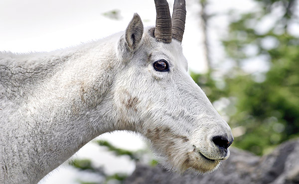 Photo library image from Glacier National Park in Montana