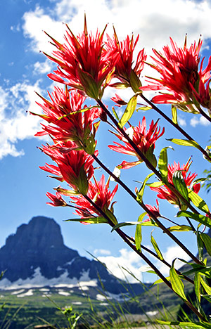 Photo library image from Glacier National Park in Montana
