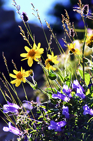 Photo library image from Glacier National Park in Montana