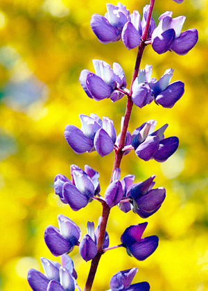 South Island, New Zealand photo tour image