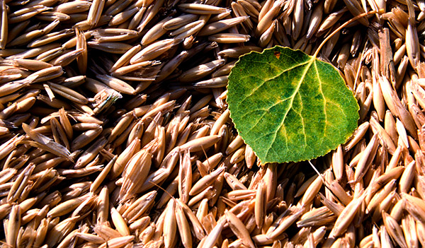 Palouse agricultural image, grain harvest, Idaho and Washington