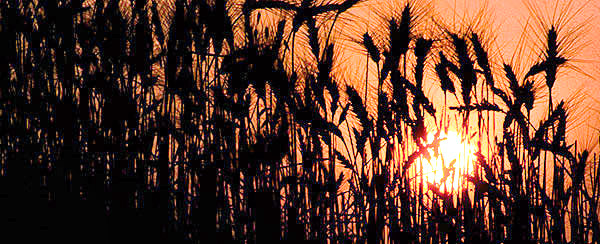 Palouse agricultural image, grain harvest, Idaho and Washington