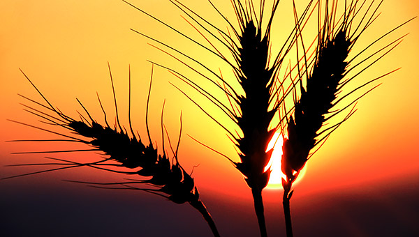 Palouse agricultural image, grain harvest, Idaho and Washington