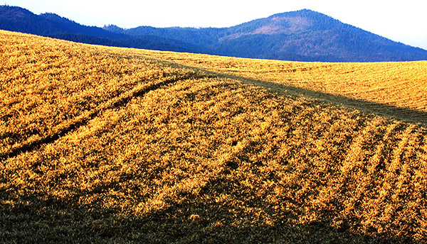 Palouse agricultural image, grain harvest, Idaho and Washington