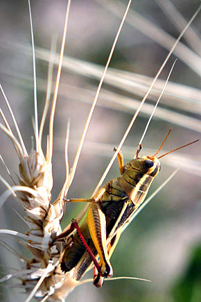 Palouse agricultural image, grain harvest, Idaho and Washington