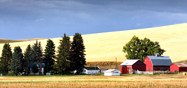 Palouse agricultural image, grain harvest, Idaho and Washington