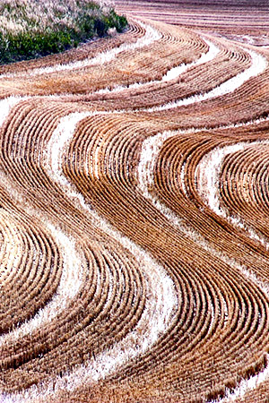 Palouse agricultural image, grain harvest, Idaho and Washington