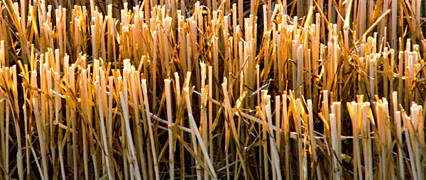 Palouse agricultural image, grain harvest, Idaho and Washington