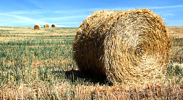 Palouse agricultural image, grain harvest, Idaho and Washington