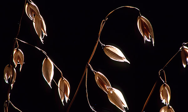 Palouse agricultural image, grain harvest, Idaho and Washington