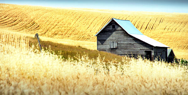 Palouse agricultural image, grain harvest, Idaho and Washington