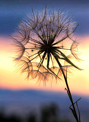 Palouse agricultural image, grain harvest, Idaho and Washington