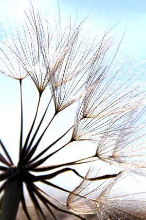 Palouse agricultural image, grain harvest, Idaho and Washington