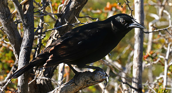 Patagonia photo tour image of a Austral Blackbird in Torres del Paine National Park, Chile