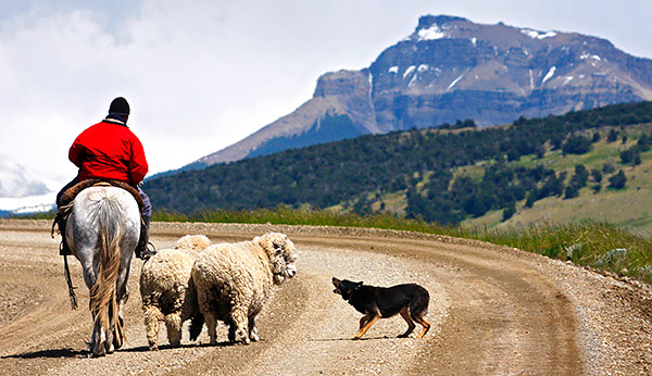 Gaucho on horseback with a dog and two sheep