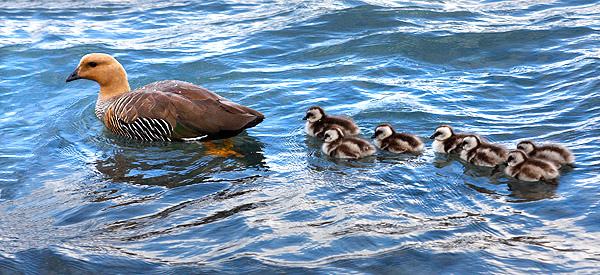 Patagonia photo tour image of an Upland Goose and chicks in Torres del Paine National Park, Chile