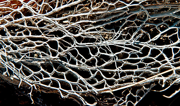 Cacti, Big Bend National Park, Texas